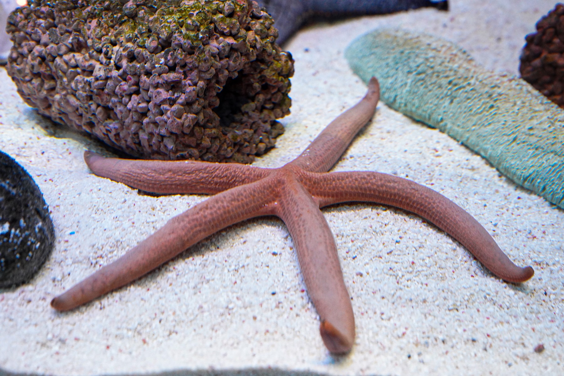 SEALIFE Rock Pool Explorer ดาวทะเลสีน้ำเงิน Common Comet Star 13