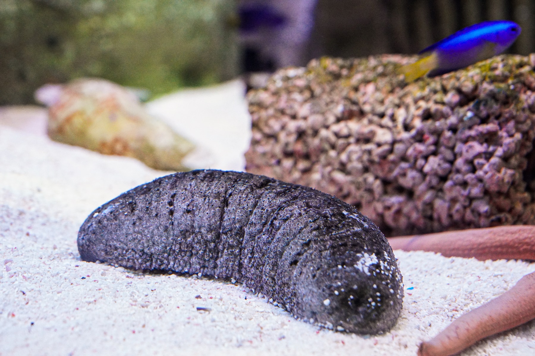 SEALIFE Rock Pool Explorer ปลิงทะเล Sea Cucumber 12