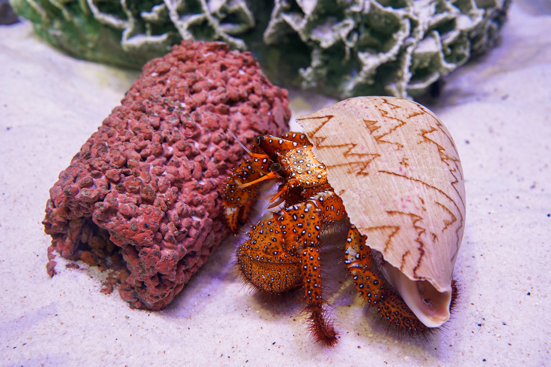 SEALIFE Rock Pool Explorer ปูเสฉวนยักษ์จุดขาว White spotted Hermit Crab15